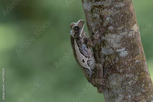 frog on a tree