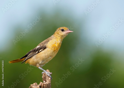 Immature Northern Baltimore Oriole (Icterus galbula) perched on a tree stump searching for food.
