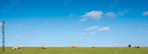 sheep on grass dike under blue sky in the netherlands photo