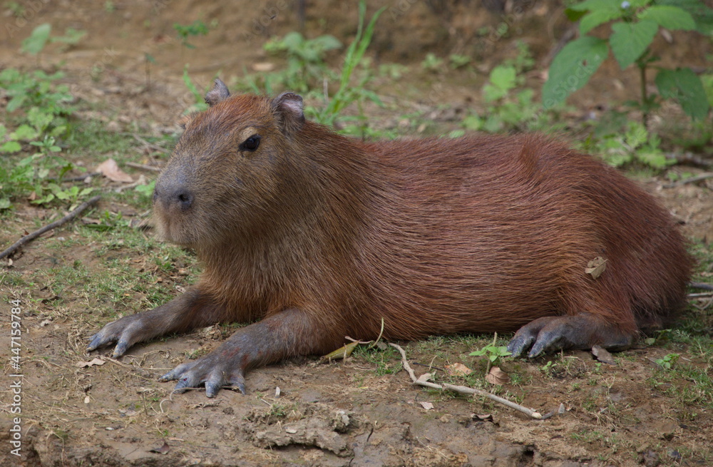 Closeup side on portrait of Capybara (Hydrochoerus hydrochaeris) laying down on riverbank, Bolivia. Closeup side on portrait of Capybara (Hydrochoerus hydrochaeris) laying down on riverbank, Bolivia.
