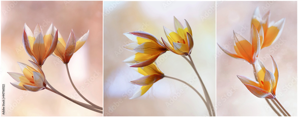 Naklejka premium Tulipes jaunes