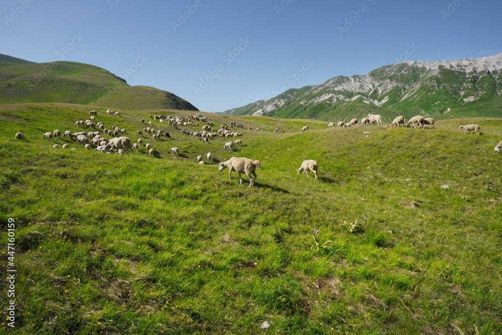 group of sheep grazing in the emperor field of abruzzo