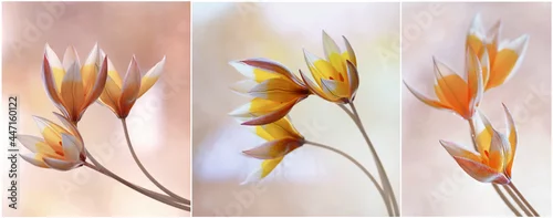 Panel kuchenny z motywem  Tulipes jaunes