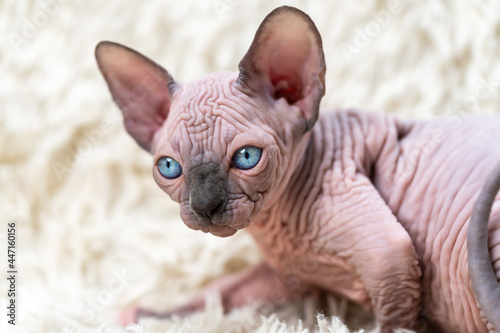 Portrait of Canadian Sphynx Cat kitten with big blue eyes lying on white carpet with long pile. Side view of adorable hairless female kitten.