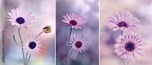 Fototapeta Piękne różowe kwiaty. Osteospermum afrykańska stokrotka