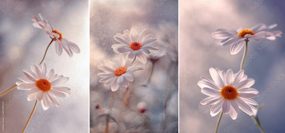 Białe kwiaty stokrotki - obrazy, fototapety, plakaty 
