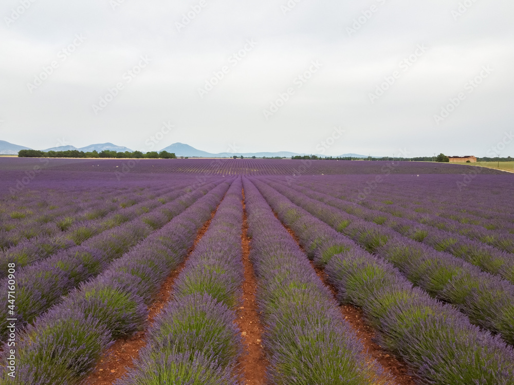 Touristic destination in South of France, colorful lavender and lavandin fields in blossom in July on plateau Valensole, Provence.