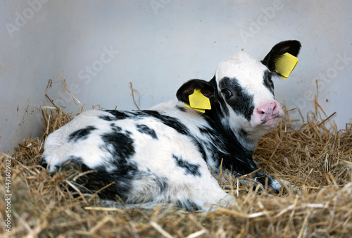 portrait of young black and white spotted calf
