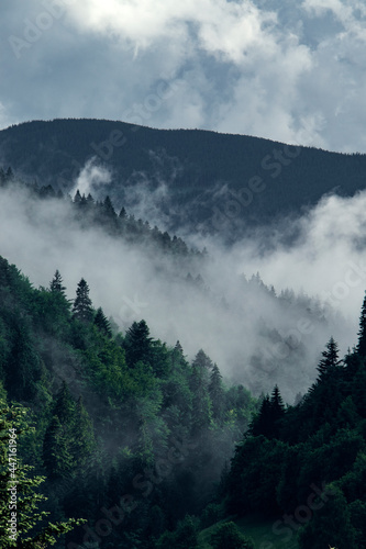 foggy Ukrainian Carpathian mountains. Fog rise from the coniferous forest at the top of the mountains in summer day. beautiful view