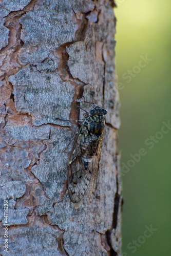 Symbol of Provence, cicada orni insect sits on tree close-up