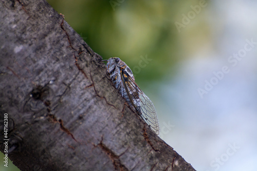 Symbol of Provence, cicada orni insect sits on tree close-up