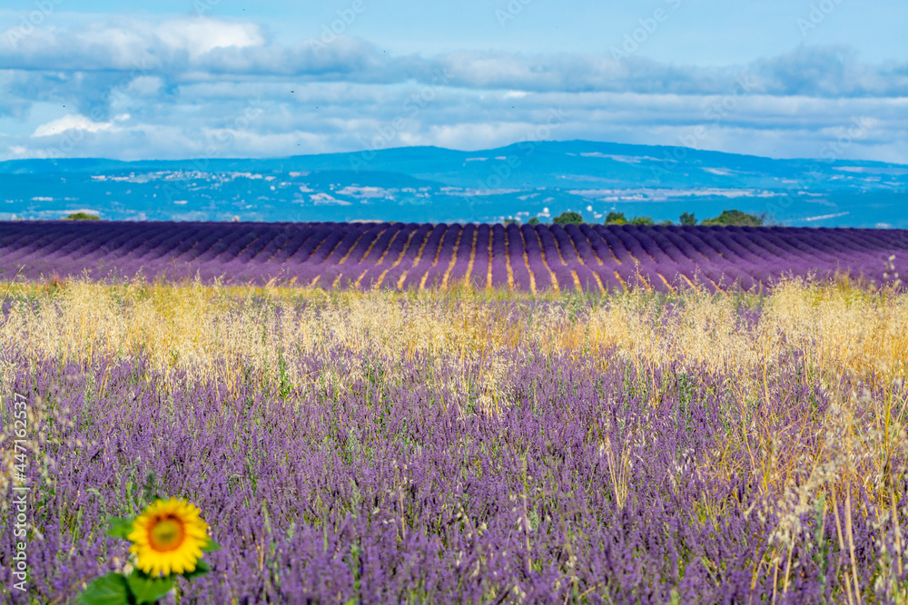 Obraz premium Touristic destination in South of France, colorful lavender and lavandin fields in blossom in July on plateau Valensole, Provence.