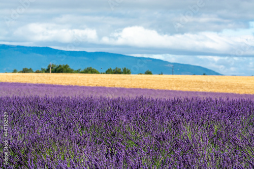 Touristic destination in South of France, colorful lavender and lavandin fields in blossom in July on plateau Valensole, Provence. © barmalini