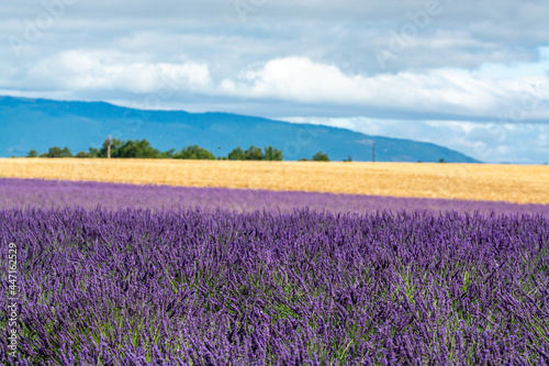 Touristic destination in South of France, colorful lavender and lavandin fields in blossom in July on plateau Valensole, Provence.