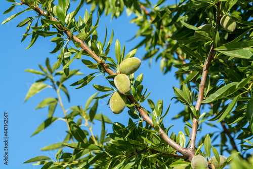 Green almonds nuts ripening on tree, cultivation of almond nuts in Provence, France