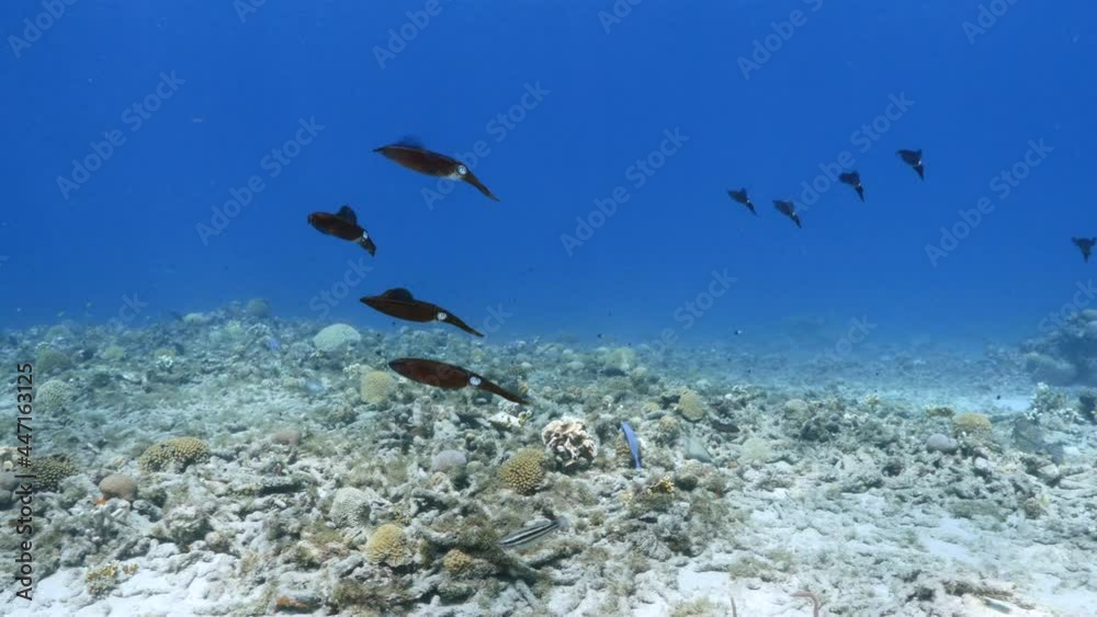 Seascape with Caribbean Reef Squid in the turquoise water of coral reef in Caribbean Sea, Curacao Seascape with Caribbean Reef Squid in the turquoise water of coral reef in Caribbean Sea, Curacao