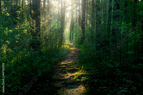 landscape trail in the forest with sunbeams