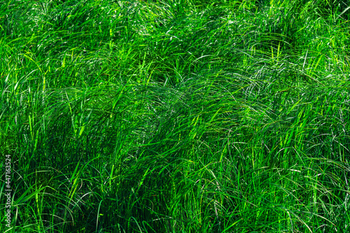 green natural background - thickets of marsh grass