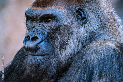 Portrait of Silverback Gorilla photo