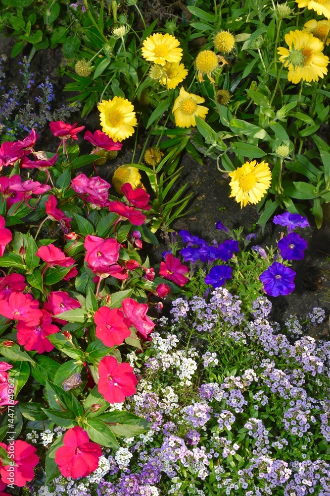 Obraz premium A brilliant bouquet of yellow gaillardia, lavender alyssum, hot pink sun patience and purple wave petunia