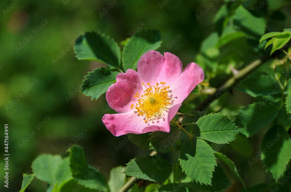 Pink wild rose on a background of greenery Pink wild rose on a background of greenery