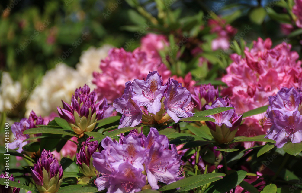 Fototapeta premium Pink and purple flowers of rhododendron
