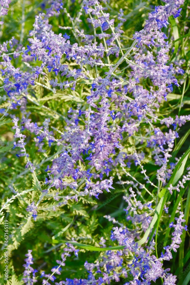 Obraz premium A cluster of lavender alyssum