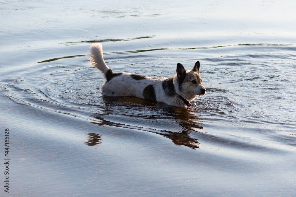 The dog bathes in the river.