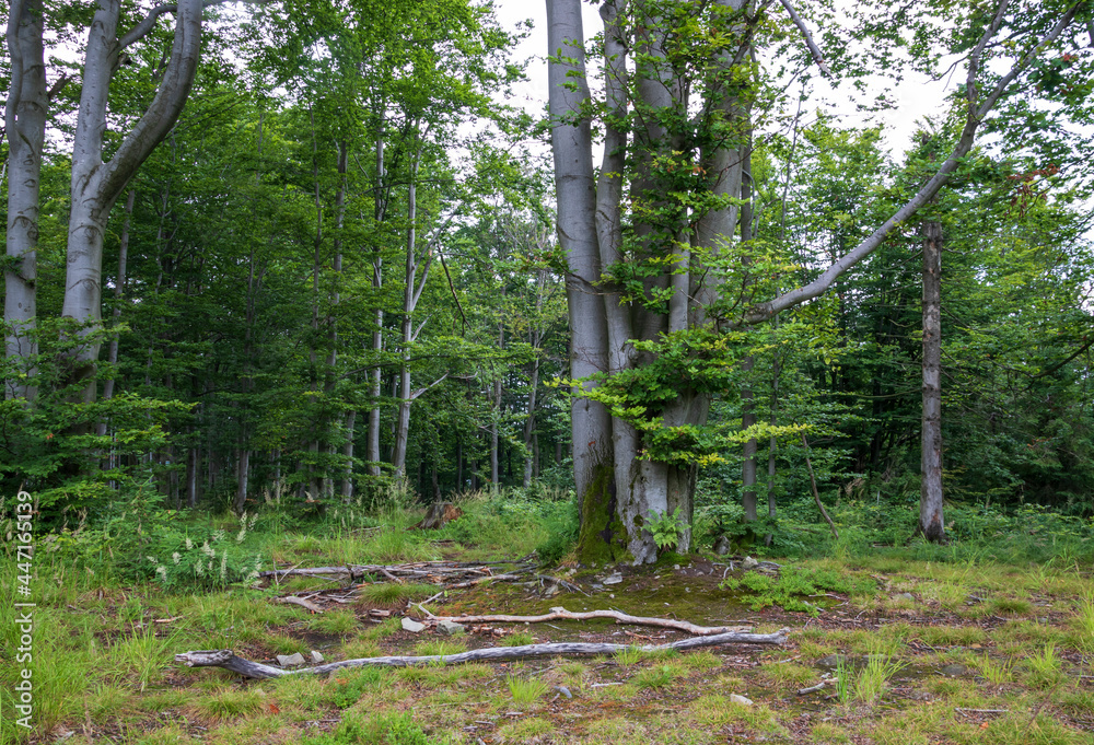 Obraz premium Old hornbeam against the background of the forest on the peak of Równica in Ustroń