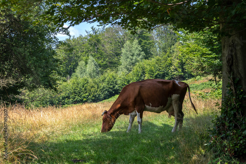 A solitary cow grazing under a tree on a summer day