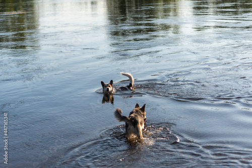 Two dogs are swimming in the river.