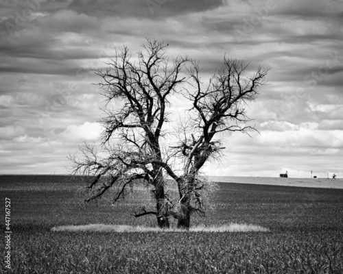 tree in the field