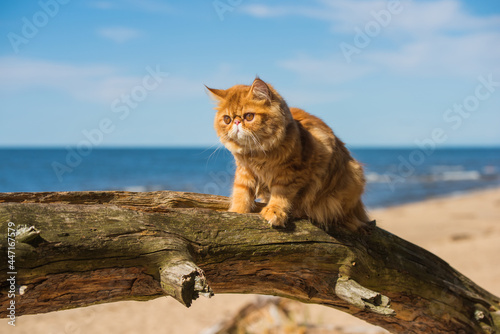 Red Persian cat is sitting on the beach of Baltic sea