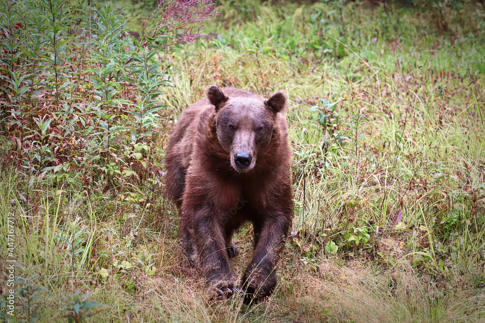Grizzly Bear running straight towards the camera Grizzly Bear running straight towards the camera