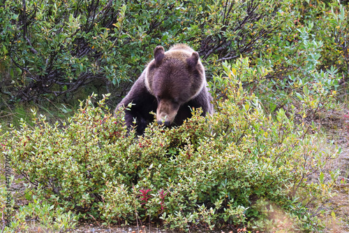 A grizzly bear sitting and eating berries off a bush