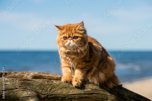 Fototapeta Naklejka Na Ścianę i Meble -  Red Persian cat is sitting on the beach of Baltic sea