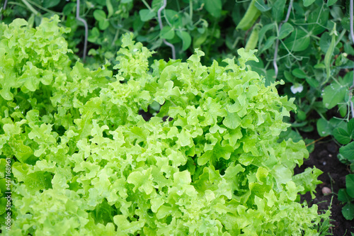 Green lettuce leaves in the garden. Gardening concept