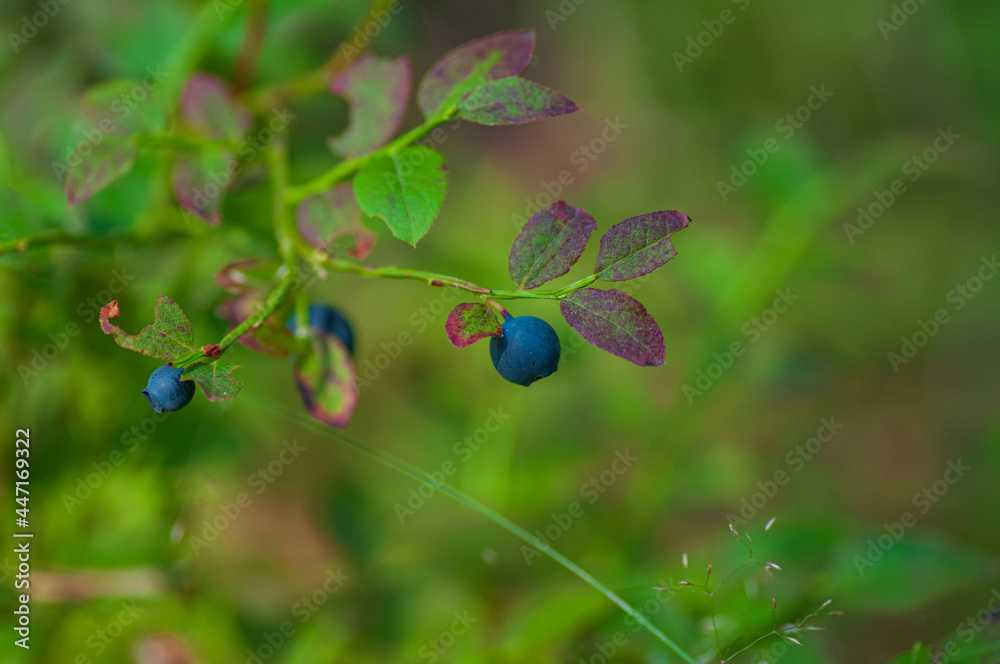 Wild bilberry in the spruce forest. Ripe berries on the bush Wild bilberry in the spruce forest. Ripe berries on the bush
