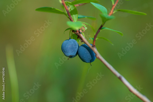 Wild bilberry in the spruce forest. Two ripe berries on the bush