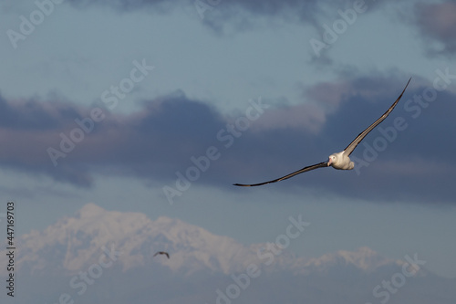 Northern Royal Albatross in Australasian Waters photo