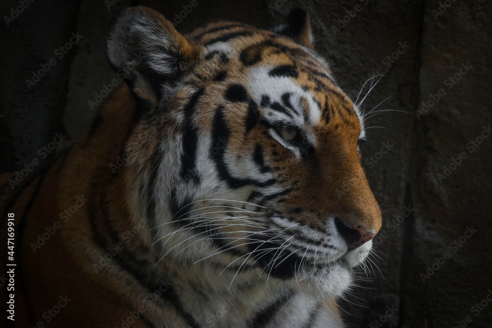 Obraz premium animals