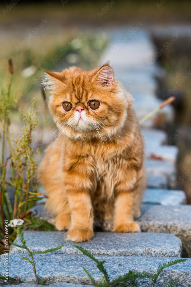 Young cute Red Persian cat Portrait walking in the park
