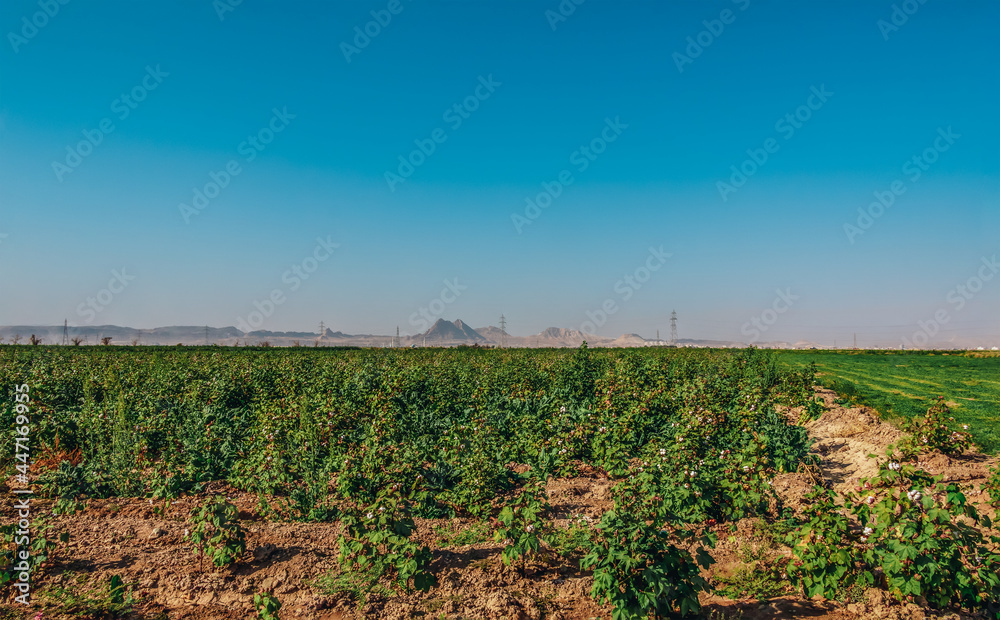 field of the cotton plant