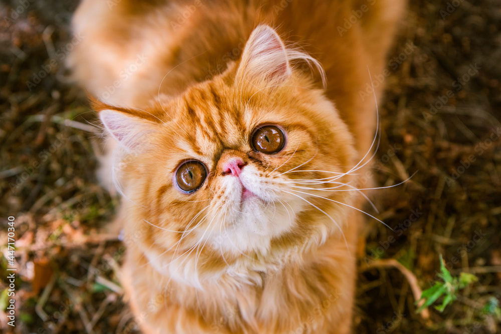 Red Persian cat in autumn background, top view