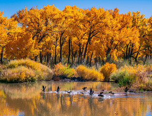 Rio Grande with Geese taking Flight