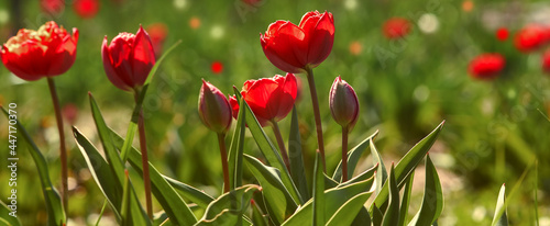 Simple blurred background - red tulips and green leaves