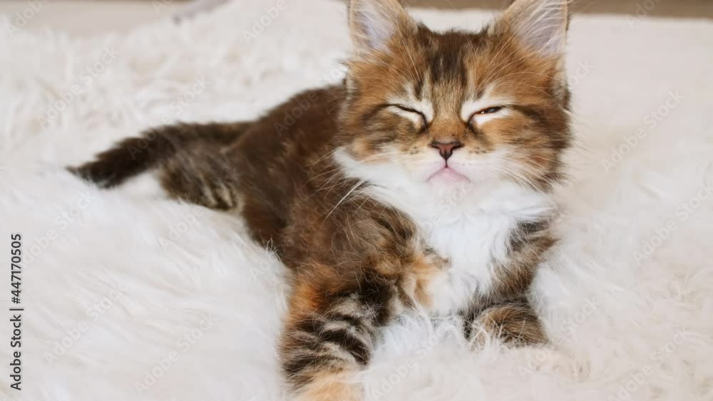 4k Grey Striped Kitten Wakes up and Stretches. Kitty Falls Asleep on a Fur White Blanket. Concept of Adorable Cat Pets. High quality 4k footage 4k Grey Striped Kitten Wakes up and Stretches. Kitty Falls Asleep on a Fur White Blanket. Concept of Adorable Cat Pets. High quality 4k footage
