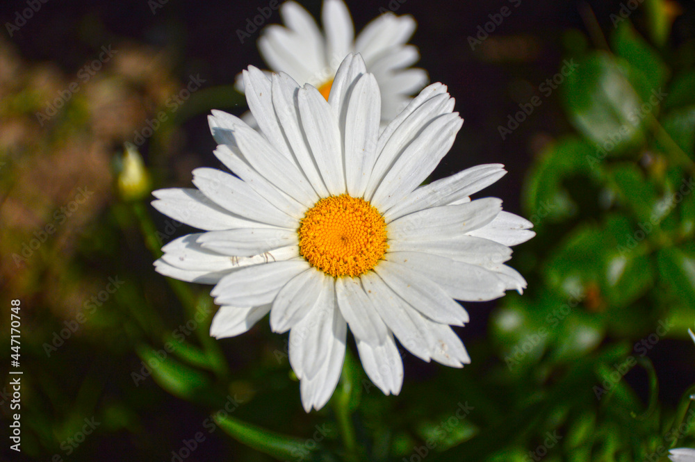 Fototapeta premium beautiful chamomile with delicate white petals and a yellow center with pollen on a blurred background close-up