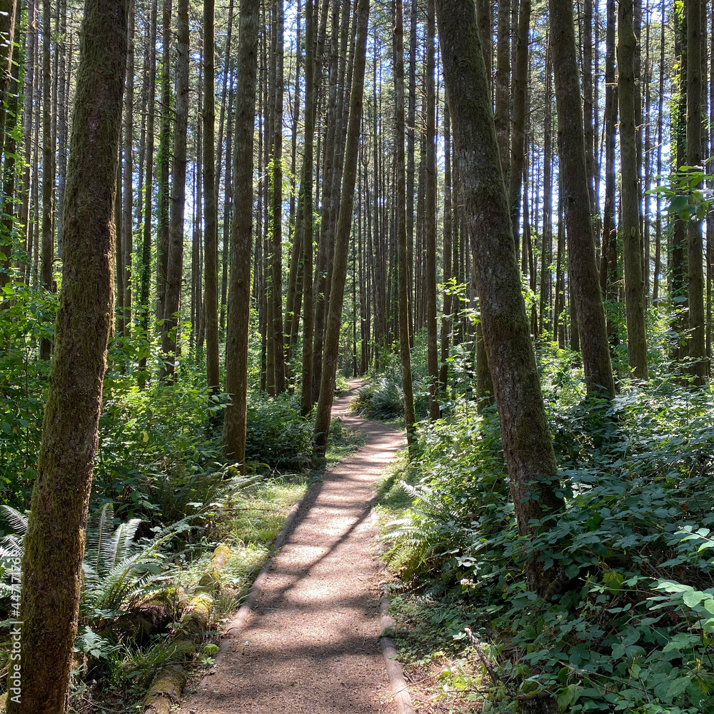 Fototapeta premium Western Oregon Forest Landscapes