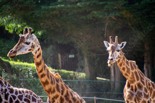 A closeup of two Rothschild   s giraffe.